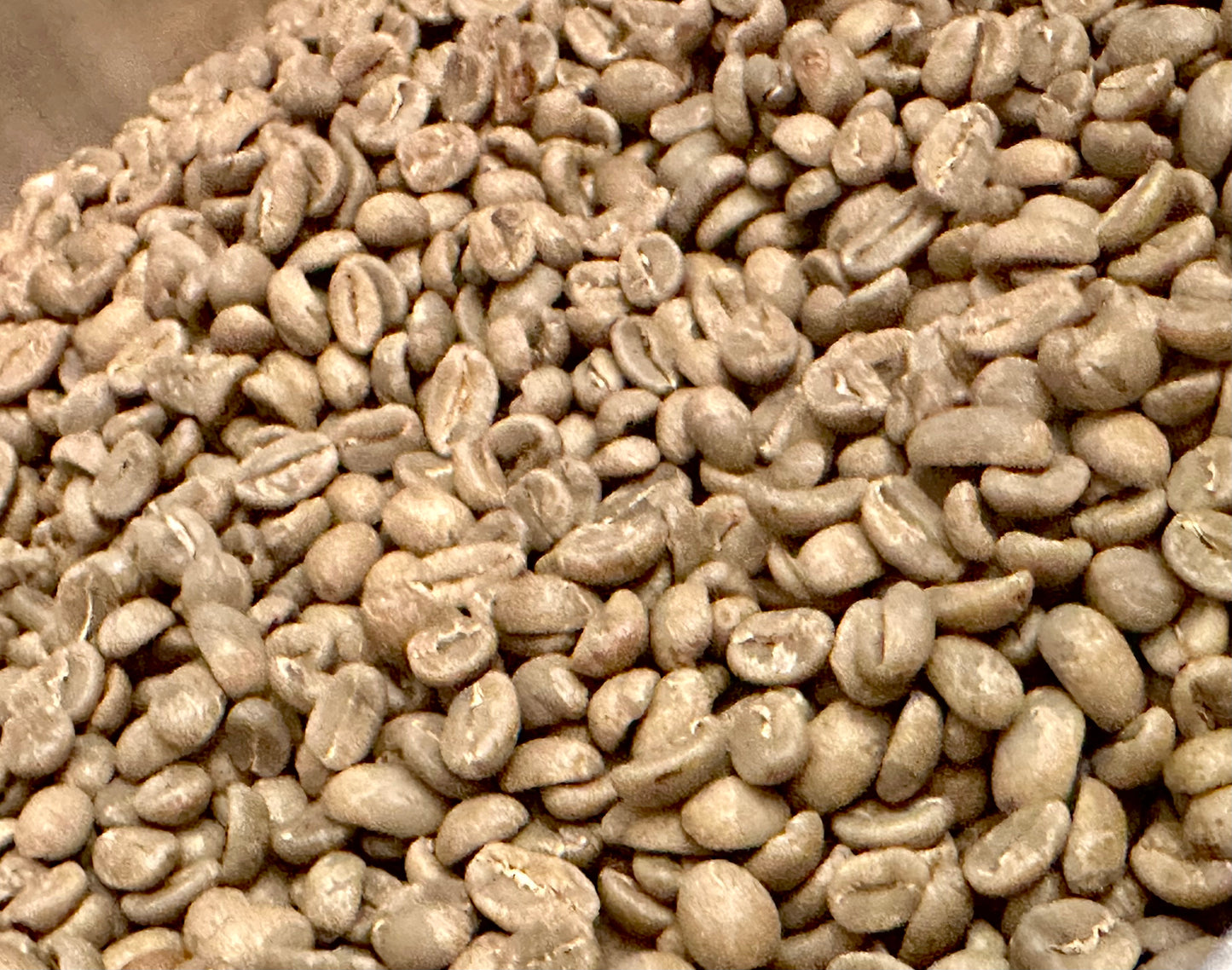 Catuai (Red Honey)