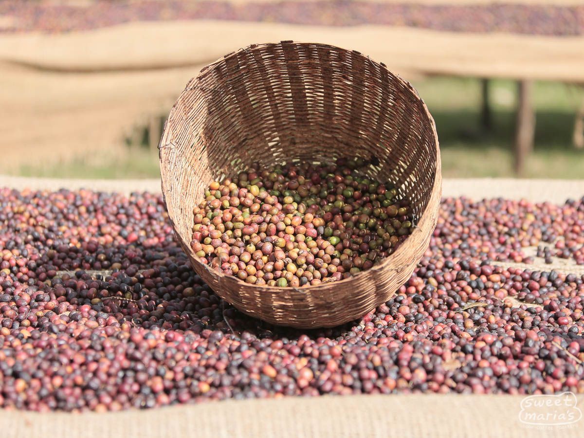 Ethiopia - Yirga Cheffe - Natural